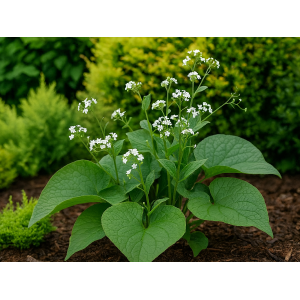 Brunera veľkolistá (Brunnera macrophylla) ´BETTY BOWRING´ - kont. C1L